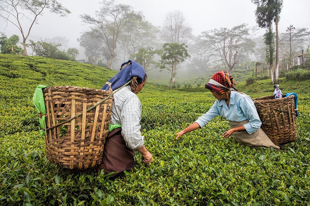 ダージリン Ging Tea Houseゲストハウス エクステリア 写真
